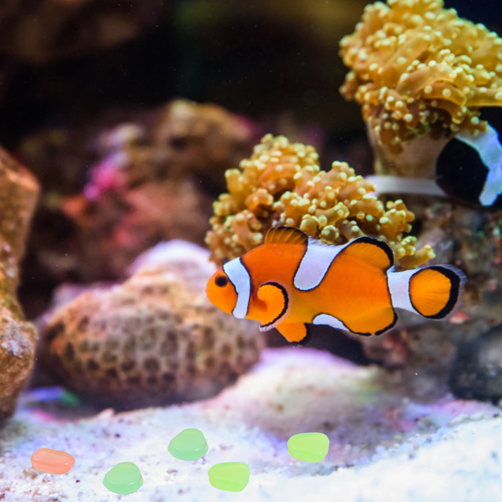 400 sztuk świecących w nocy ka – Aquarium Fish That Glow In The Dark recenzja i cena
