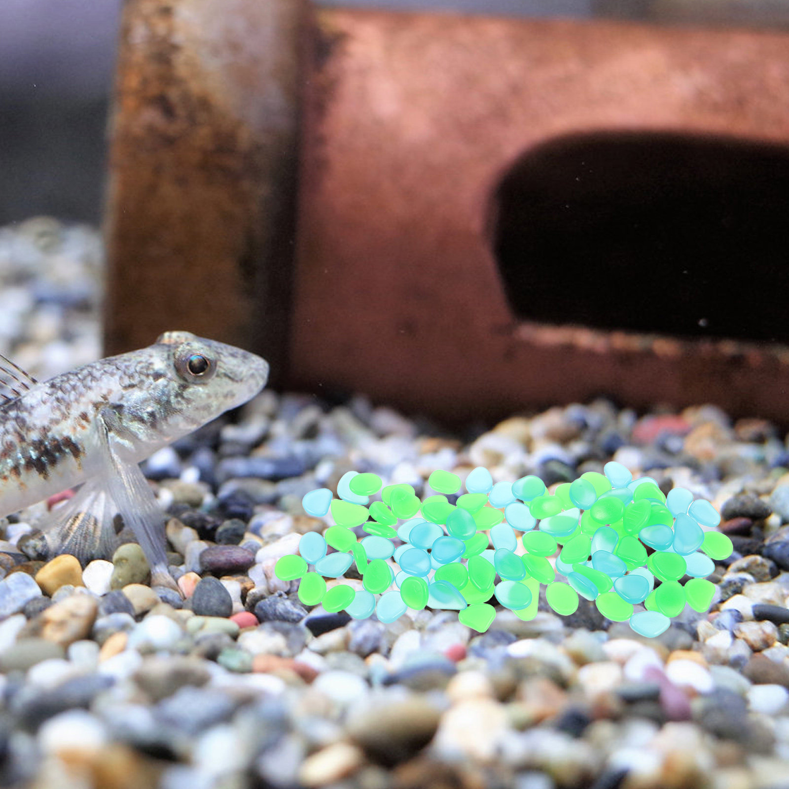 100 sztuk świecących w ciemnoś – Aquarium Fish That Glow In The Dark recenzja i cena
